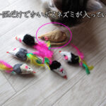 パニックマウス（ボスネズミ）