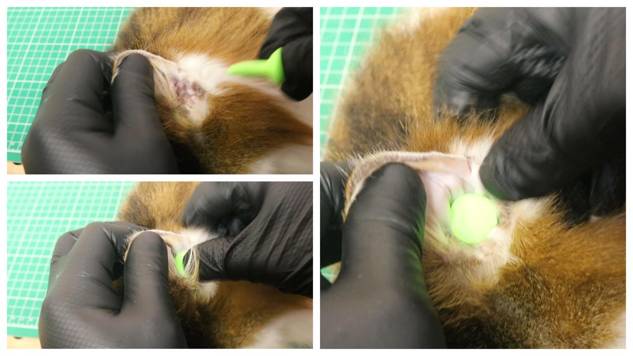 猫に耳栓を取り付ける手順2(耳を引っ張りながら差し込む)