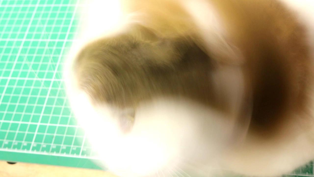耳栓を取り付けた猫の反応