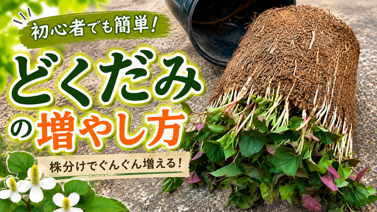 ドクダミの増やし方