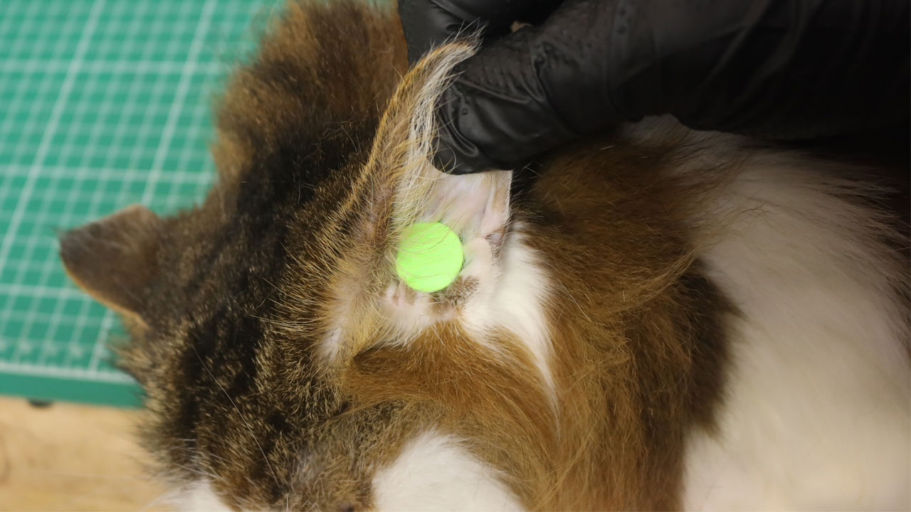 猫用耳栓の代わりに人間用耳栓をつけたら嫌がるドライヤーを克服できるのか検証してみた