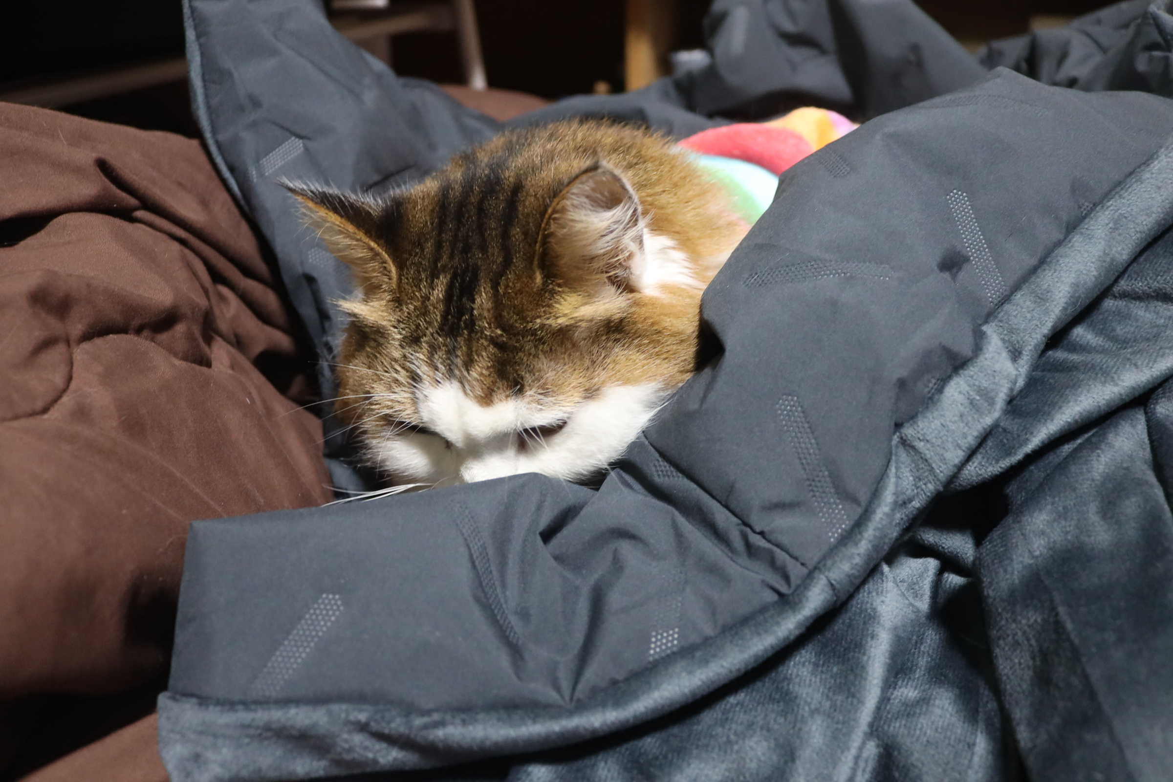 電気毛布+猫