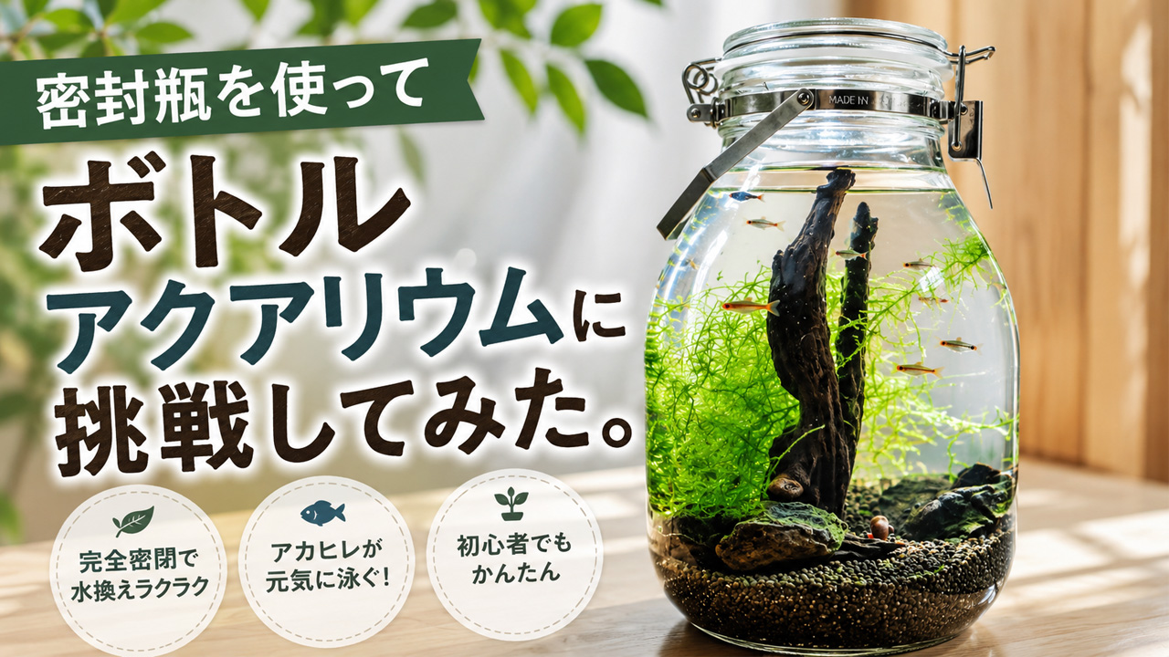 密封瓶を使ってボトルアクアリウムに挑戦してみた