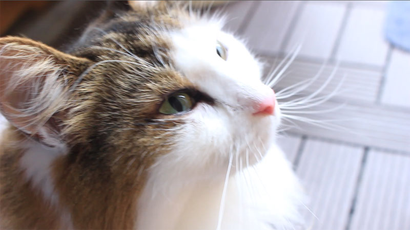 猫の目から涙（症状）