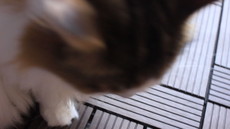 猫の目から涙(症状)