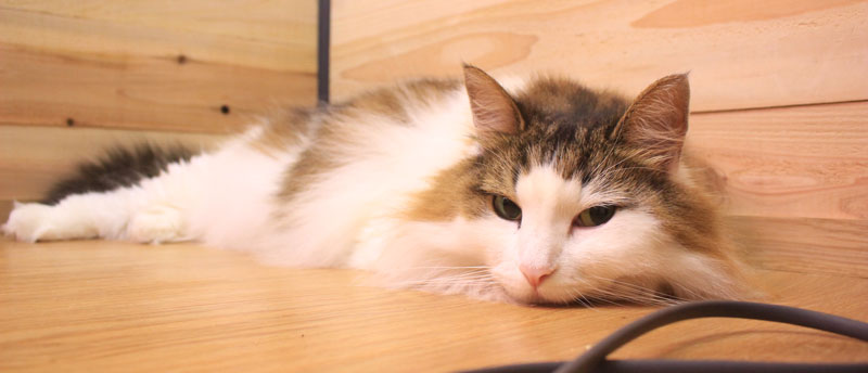 猫の目の涙が治る