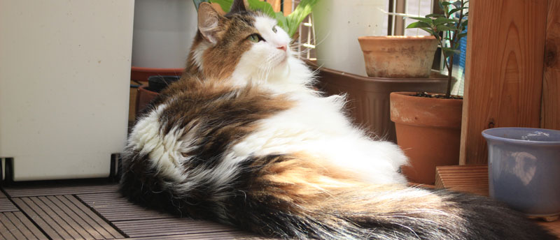 猫の目の涙がでなくなる
