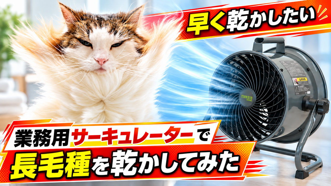 猫を早く乾かす方法