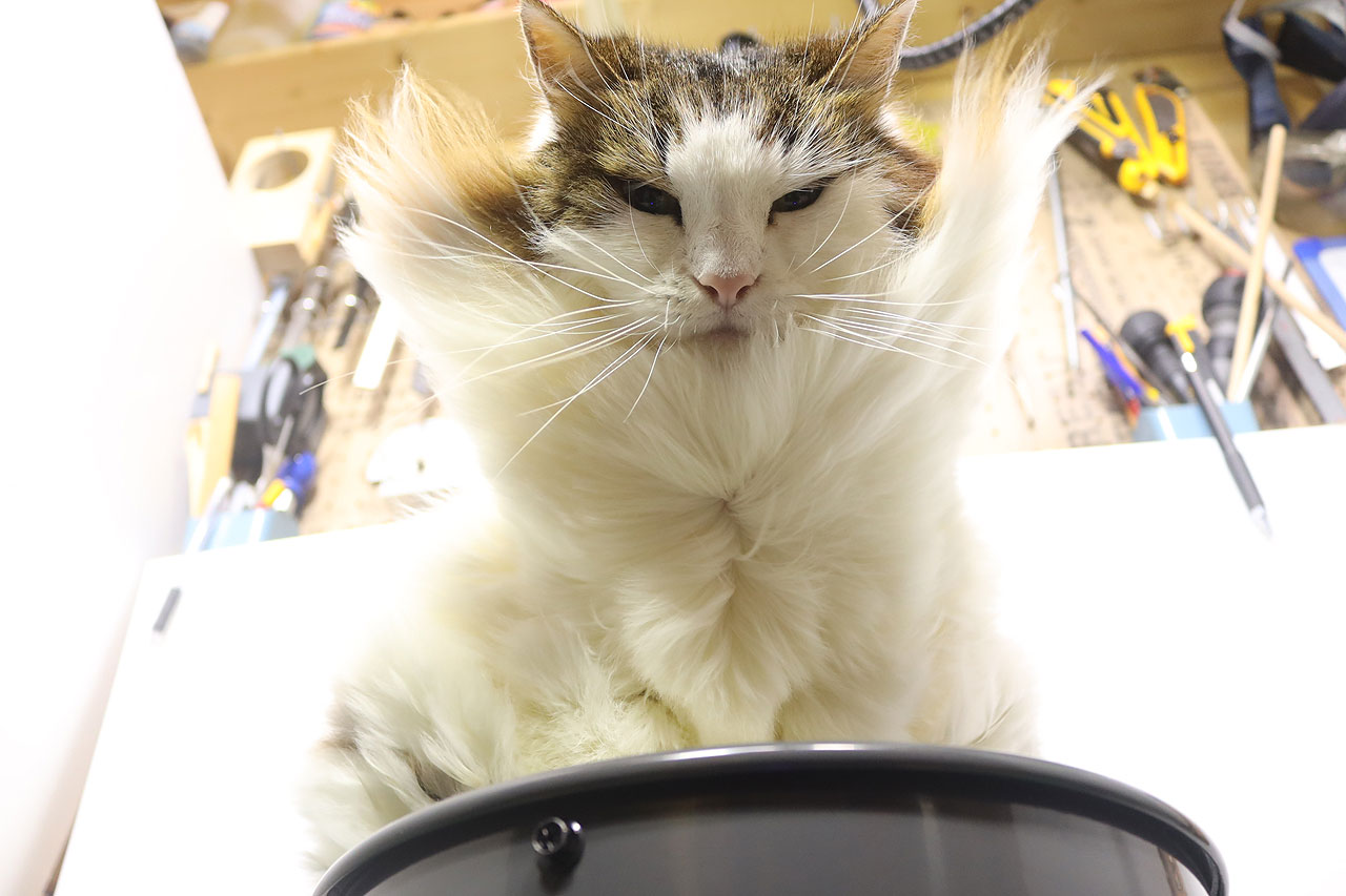 猫を乾かす際にスフィンクス座りからエジプト座りにさせる方法